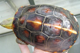 黄缘闭壳龟.jpg