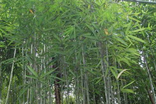 鸡公山茶杆竹.jpg