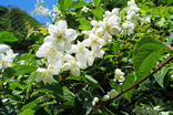 鸡公山山梅花.jpg